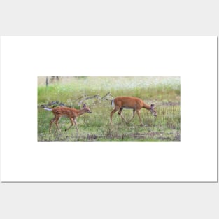 Morning Stroll - White Tailed Deer Fawn Posters and Art